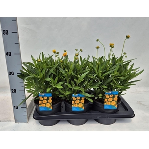 Coreopsis grandiflora Early Sunris
