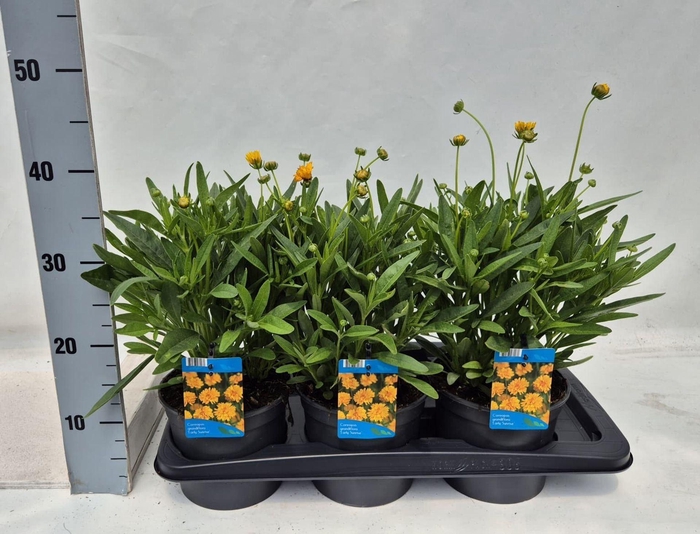 <h4>Coreopsis grandiflora Early Sunris</h4>