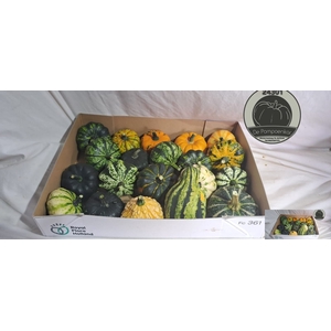 CUCURBITA