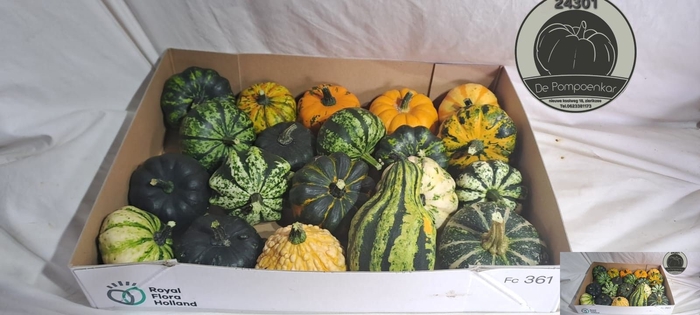 <h4>CUCURBITA</h4>