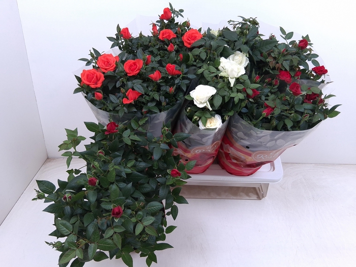 <h4>RO FAV RO GEM 3 SRT</h4>