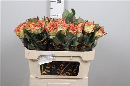 Rosa grootbloemig Aruba Summerhouse