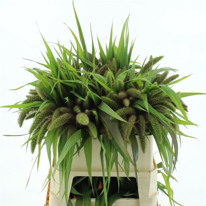 <h4>Setaria It Red Jewel</h4>
