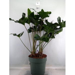 Anthurium  'Arrow'