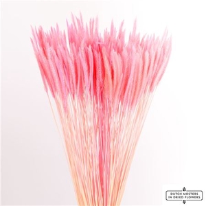 DRIED SILK WORMS EXTRA L. PINK PB