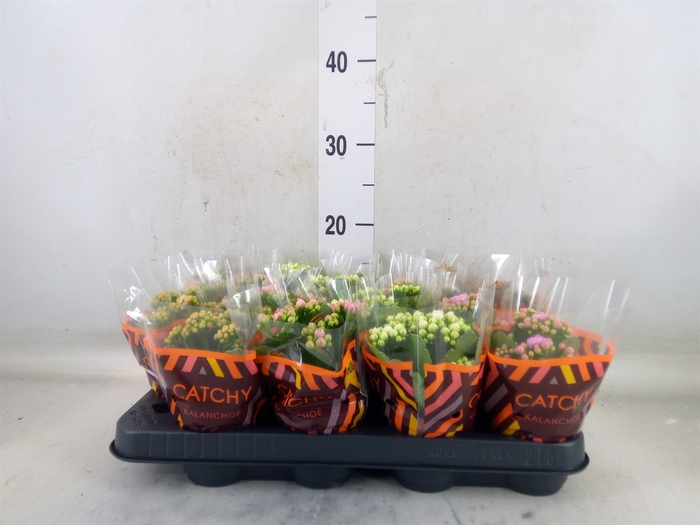 <h4>Kalanchoe blos.   ..rosebud mix  5</h4>