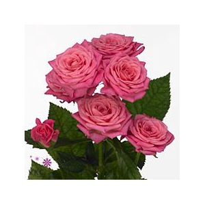 Rosa spray lianne