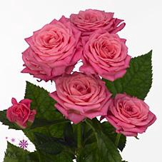 <h4>Rosa spray lianne</h4>