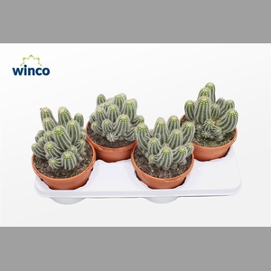 CACTUS OV