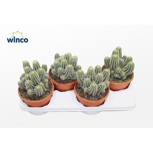 CACTUS OV