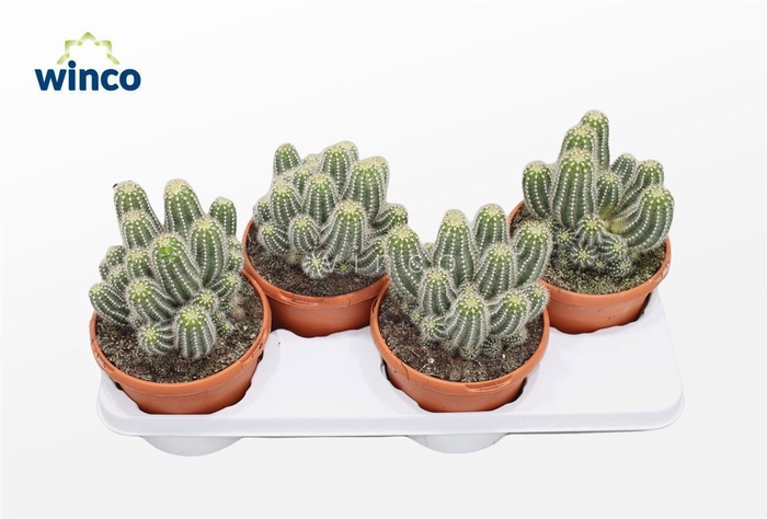 <h4>CACTUS OV</h4>