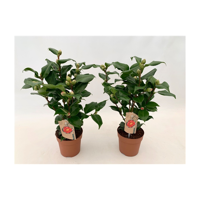 <h4>Camellia Dr King 10+ knoppen</h4>