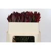 Leucadendron Saf Sunset Dark Red