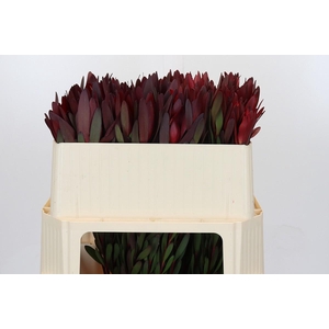 Leucadendron Saf Sunset Dark Red
