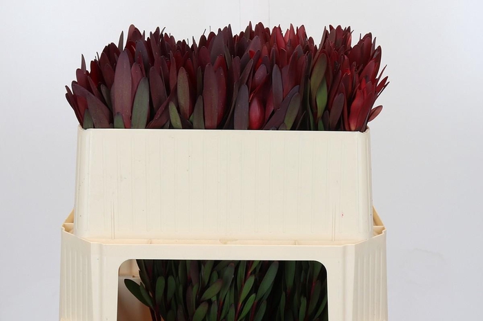 <h4>Leucadendron Saf Sunset Dark Red</h4>