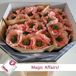 R GR MAGIC AFFAIRS!