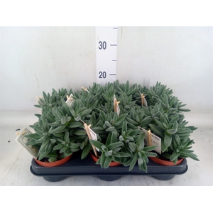 Crassula  'Tarantula'