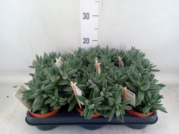 <h4>Crassula  'Tarantula'</h4>