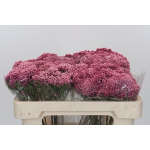 Ozothamnus Booming Pink