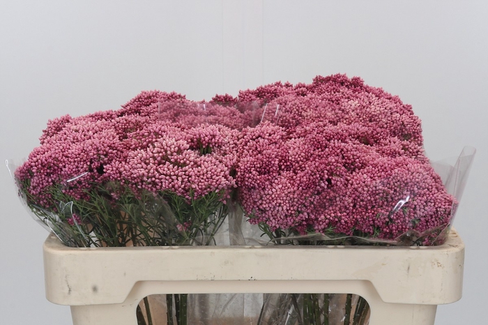 Ozothamnus Booming Pink