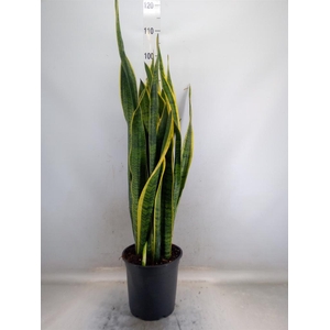 Sansevieria trifa. 'Laurentii'
