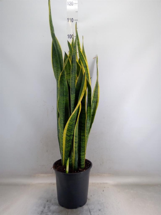 <h4>Sansevieria trifa. 'Laurentii'</h4>