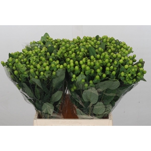 Hypericum Globo Applegreen