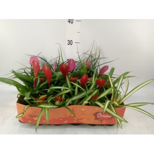 Bromelia   ...mix