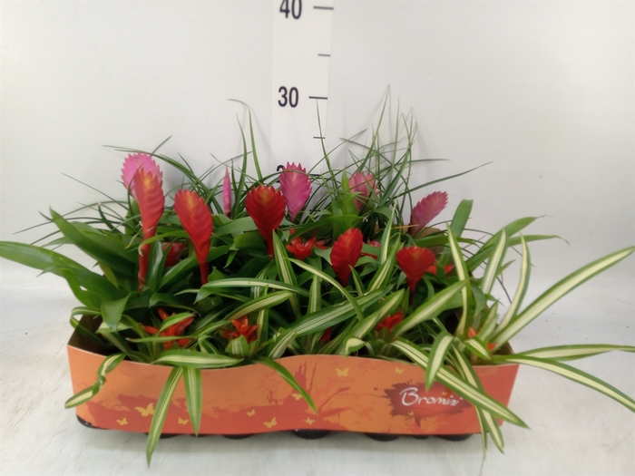 <h4>Bromelia   ...mix</h4>