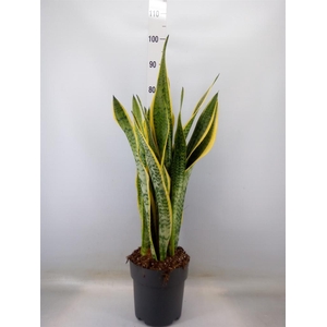 Sansevieria trifa. 'Laurentii'