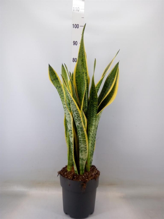 <h4>Sansevieria trifa. 'Laurentii'</h4>