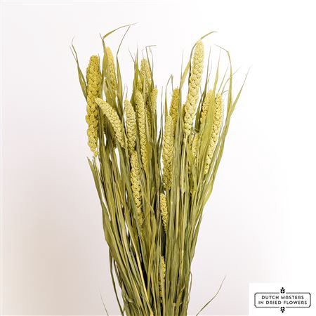 <h4>Dried Sorghum Panselaria Bunch</h4>