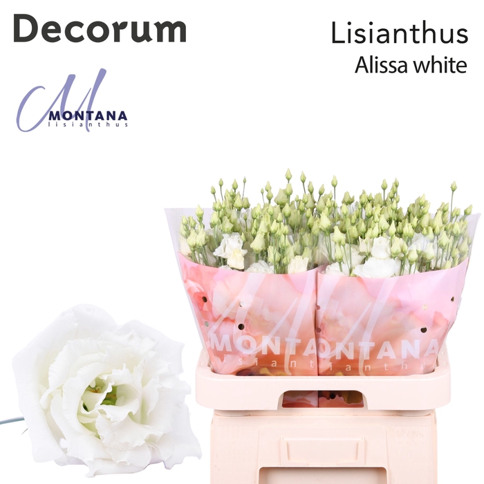 Lisianthus Alissa white 70cm