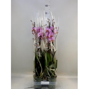 Phalaenopsis  'Formation'