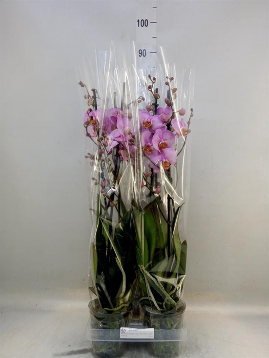 <h4>Phalaenopsis 'Formation'</h4>