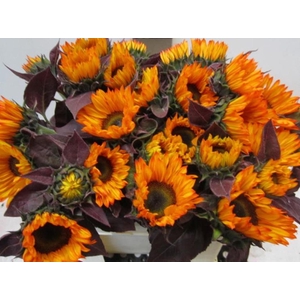 Helianthus Fireball