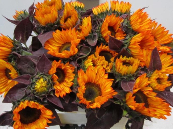 <h4>Helianthus Fireball</h4>