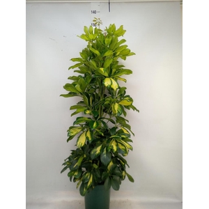 Schefflera arbor. 'Dalton'