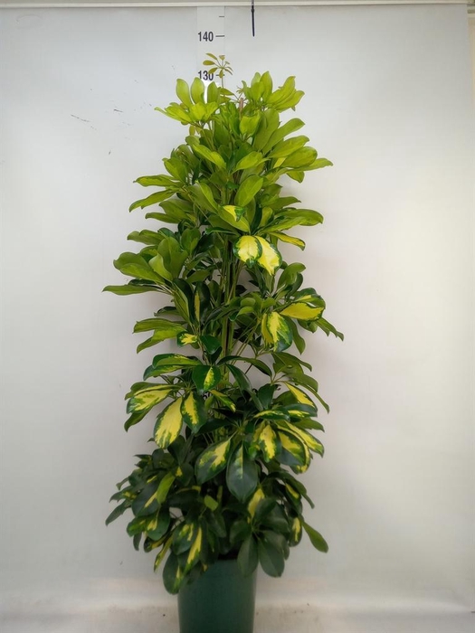 <h4>Schefflera arbor. 'Dalton'</h4>