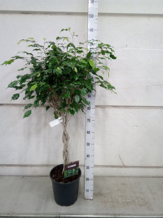 <h4>Ficus benja. 'Exotica'</h4>