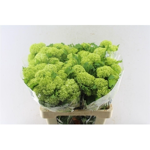 Viburnum Roseum 60cm 4 Bal