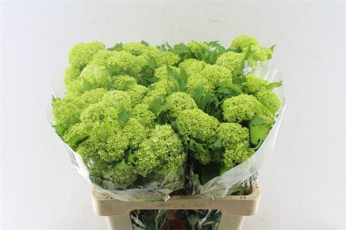 <h4>Viburnum Roseum 60cm 4 Bal</h4>