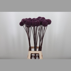Allium Summer Drumme