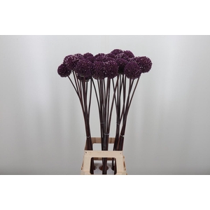 Allium Summer Drumme