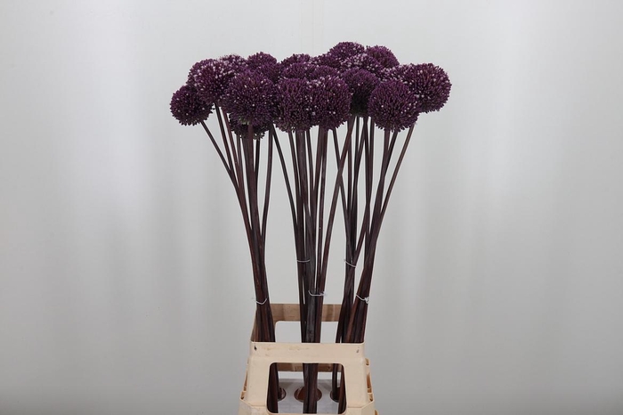 <h4>Allium Summer Drumme</h4>