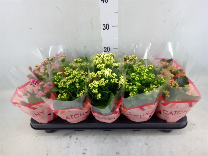 <h4>Kalanchoe blos.   ..rosebud mix  5</h4>