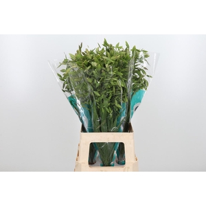 Chasmanthium Latifol