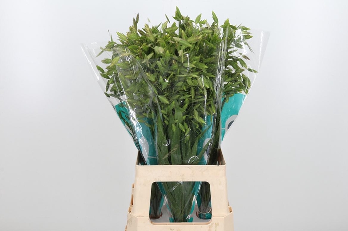 <h4>Chasmanthium Latifol</h4>