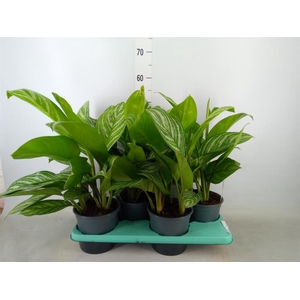 Aglaonema  'Stripes'