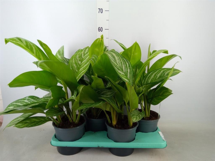 <h4>Aglaonema  'Stripes'</h4>